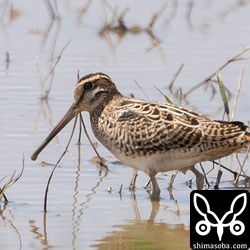 チュウジシギも数を減らしています。
