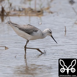 コアオアシシギ冬羽。数羽が滞在。