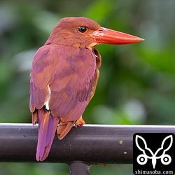 こちらも自宅近くで見られるアカショウビン。換羽が進んでいます。旧羽はリュウキュウアカショウビン特有の紫色っぽさが褪色しているのが分かりますね。