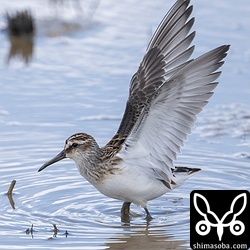 上と同個体。換羽は始まっていないフレッシュな幼羽が美しいですね。