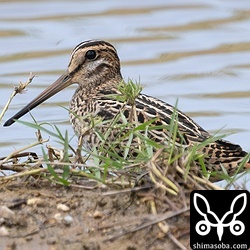 こちらもチュウジシギ。同じエリアの違う田んぼで撮ったのですが、上と同個体でした。散歩の人に驚いて飛んできた?