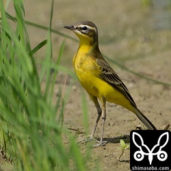 マミジロツメナガセキレイの成鳥オス冬羽。