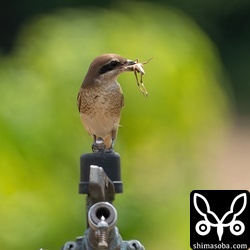 バッタを捕まえたシマアカモズ。こちらも第1回冬羽。成鳥はこれからです。