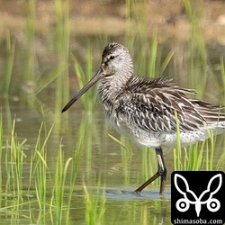 静かに観察しているとリラックスしてエサをとっていました。