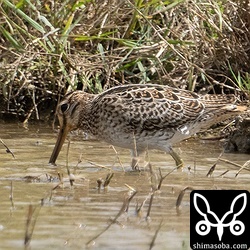 チュウジシギ成鳥。
