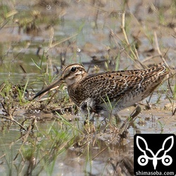 ハリオシギ幼鳥。