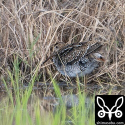 チュウジシギ幼鳥。