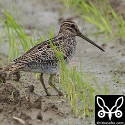 チュウジシギ幼鳥。