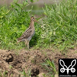 遠くの畔にチュウジシギ幼鳥。