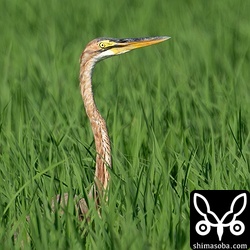 ムラサキサギ幼鳥。こちらも換羽が進んでいます。