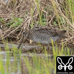 チュウジシギ幼鳥。