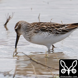 上の個体とは別エリアのキリアイ。やはり幼鳥。
