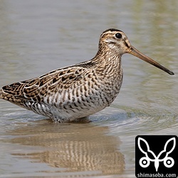 でっぷりと太ったチュウジシギ。渡りのために脂肪をたくわえています。