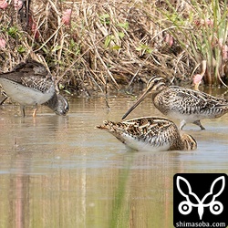 タシギ幼鳥(右奥)、タシギ成鳥(右手前)とアカアシシギ。