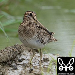 チュウジシギ成鳥。