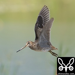 上と同個体。ジシギの飛翔写真はうれしいですね。