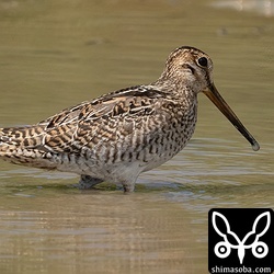 ハリオシギ成鳥。