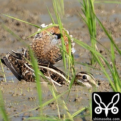 上と同個体。クロハラアジサシに驚いている。