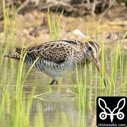 チュウジシギ成鳥。