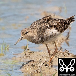 エリマキシギ成鳥オス。夏羽の名残があります。