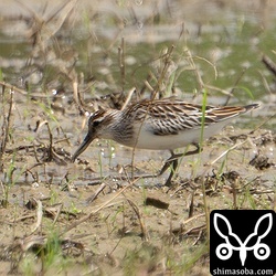 上の個体と同じと思われるキリアイ。