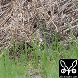 かなり遠いですが、ハリオシギ幼鳥。