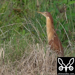 リュウキュウヨシゴイ成鳥オス。ジシギを見ていたらひょこっと現れました。