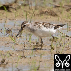 新しく入ったキリアイ。上の個体と一緒に行動していました。