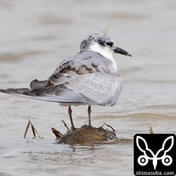 クロハラアジサシ幼鳥。単独でいました。