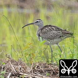 チュウシャクシギ幼鳥。少し足を痛めているようでした。