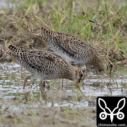 奥のハリオシギは上と同個体で手前はチュウジシギ幼鳥。