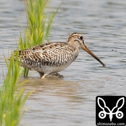 チュウジシギ幼鳥。