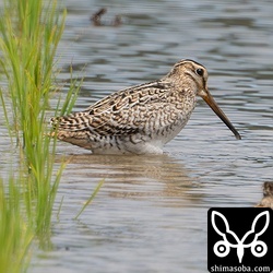 チュウジシギ幼鳥。