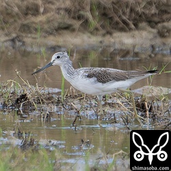 アオアシシギ第1回冬羽。
