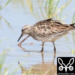 ウズラシギ夏羽から冬羽へ。
