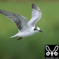 上と同個体。初列に旧羽を4枚残しています。