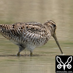 ハリオシギ成鳥。