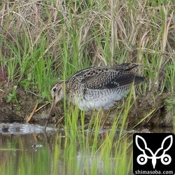 チュウジシギ幼鳥。