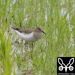 少しずつ増えて来たオジロトウネン。