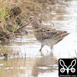 チュウジシギ成鳥。
