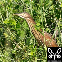 リュウキュウヨシゴイの幼鳥。換羽が進んでいます。