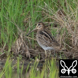 チュウジシギ幼鳥。