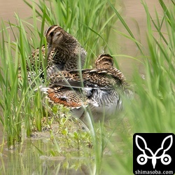 タシギ(手前)とチュウジシギ。