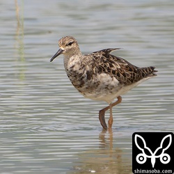 上と同個体ですが、2日前に撮影。