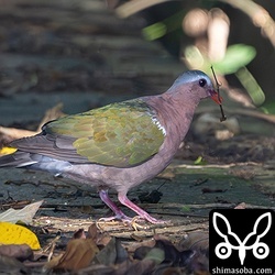 上と同個体。小さな枝をくわえています。