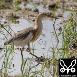 ジャワアカガシラサギは同じ田んぼで2羽に増量。