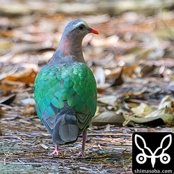 私に近すぎすぎてきびすを返したキンバトのオス。