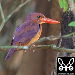 近所のアカショウビン。そろそろ旅立ちの時なので終認すべく、毎朝、滞在を確認しています。すぐそばにもう1羽います。