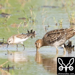 チュウジシギ幼鳥(右)とトウネン幼鳥。