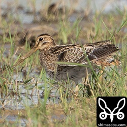 上と同個体。この個体はどうしても尾羽が撮りたくて4日間連続で通いました。タイムアップまで残り3分というところでやっと尾羽を開いてくれました。^^